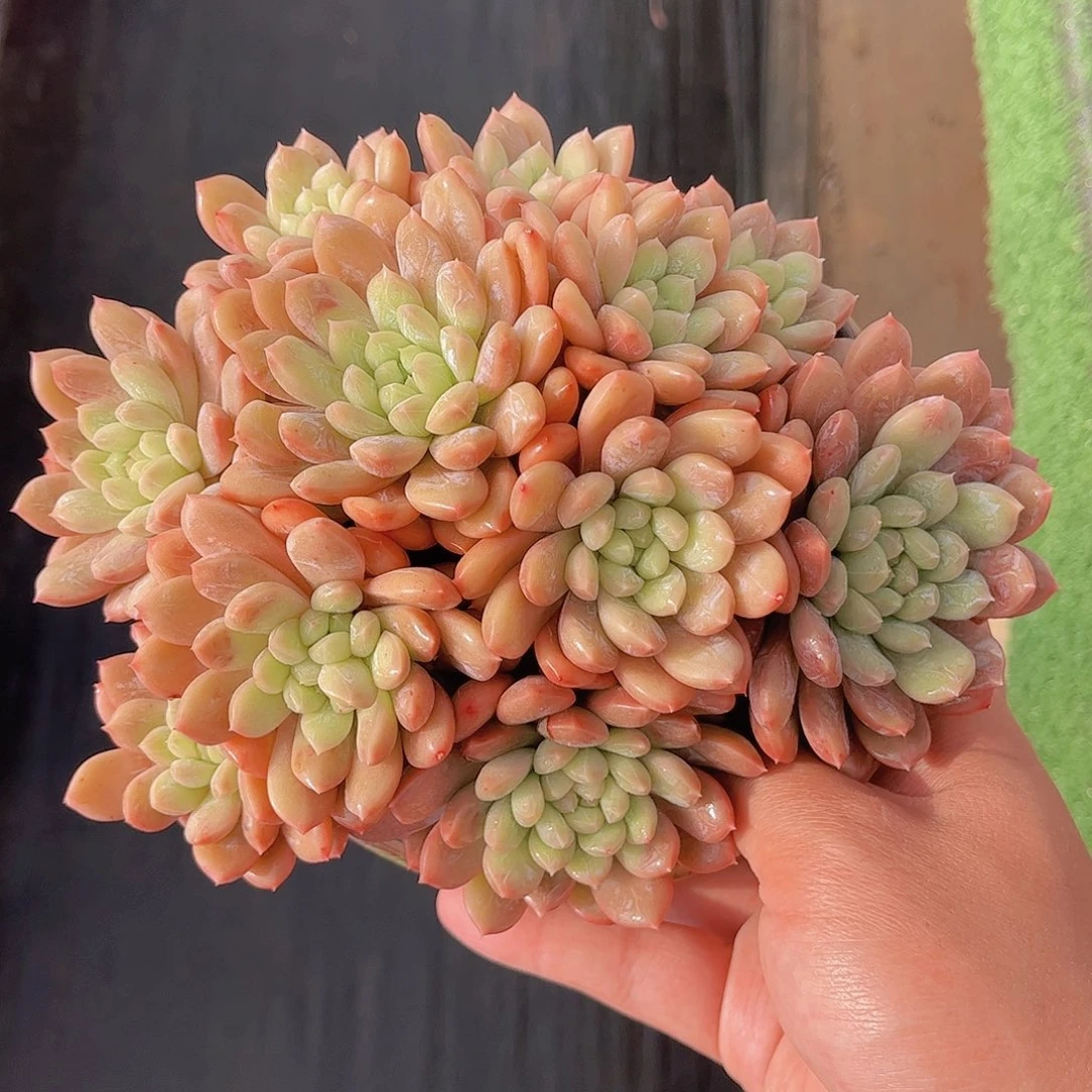 韩版百达翡翠多肉