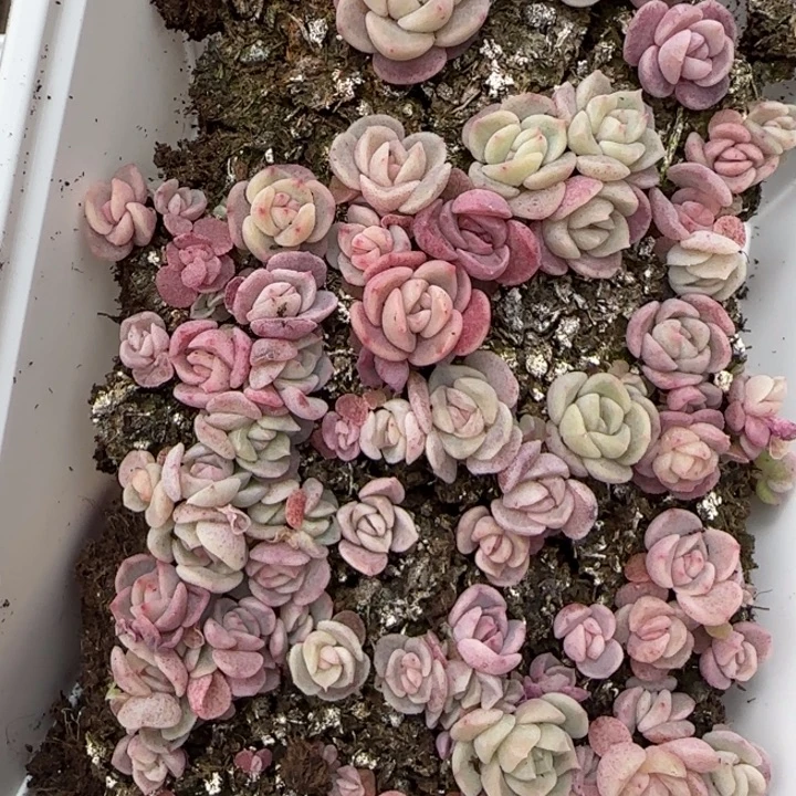 21号王者系列种播苗一盒