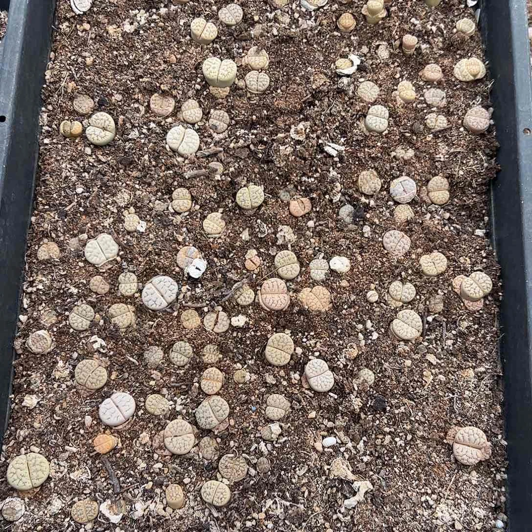 0000420 清框脱土发无售后