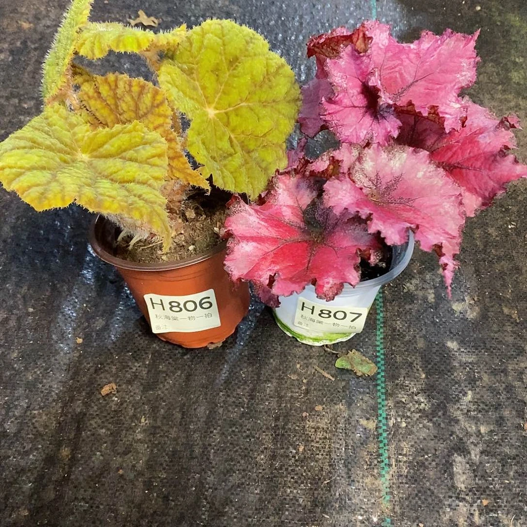 不开花植物橘****很秋海棠806.807