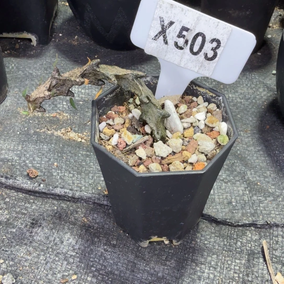 橘***很福利武蜡泉一颗脱土发