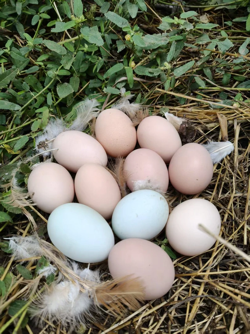 深山农家散养土鸡蛋