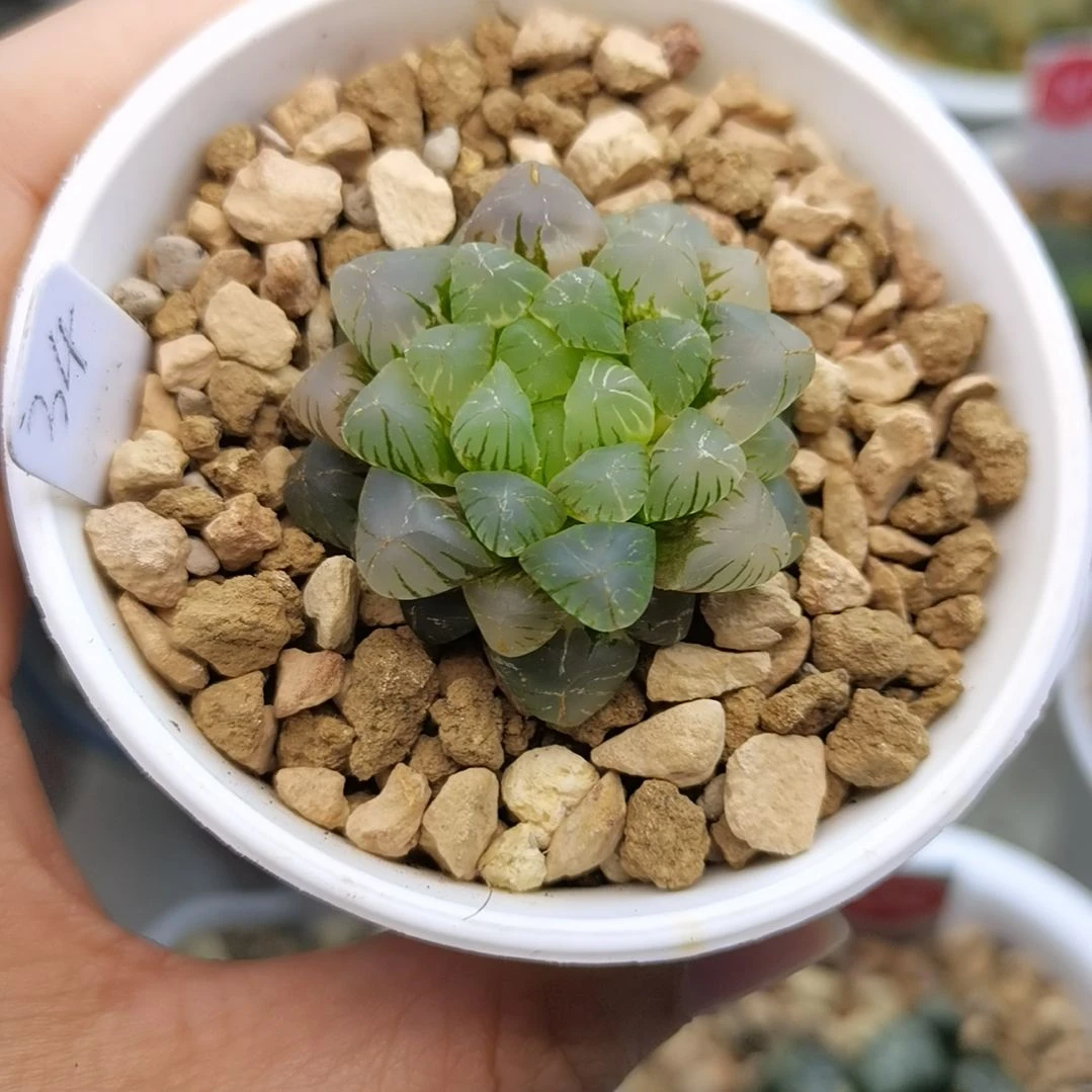 34号姬玉露锦一物一拍带盆土发货