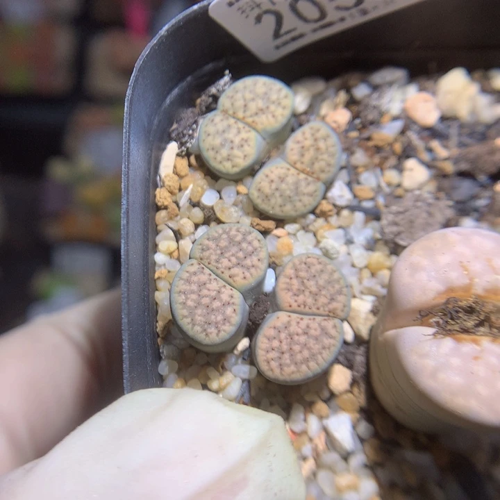 抖***谱精品生石花125.205