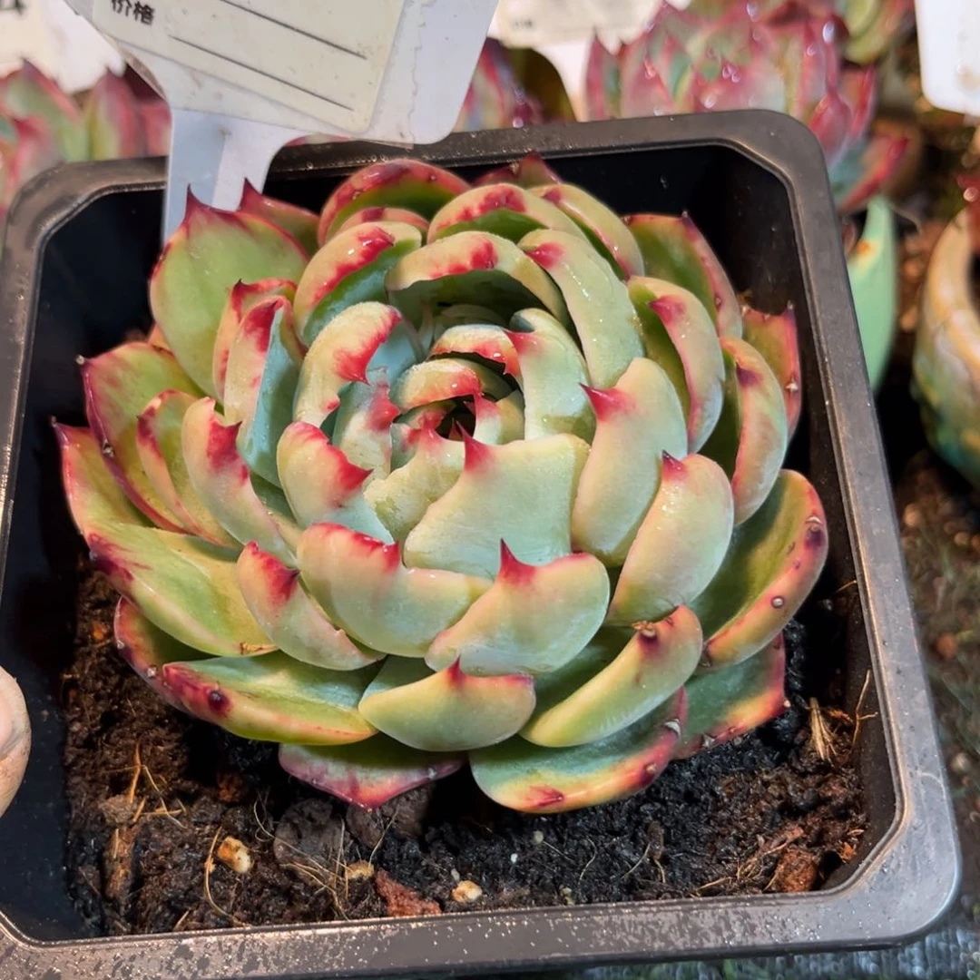 惊鸿一瞥767号楼