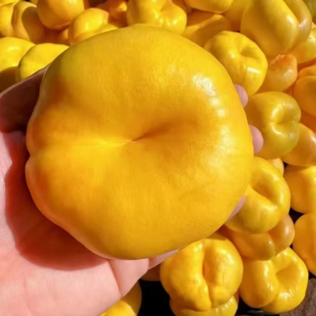 正宗蒙阴彩虹黄金油蟠桃新鲜应季水果桃子口感香甜多汁现摘现发甜