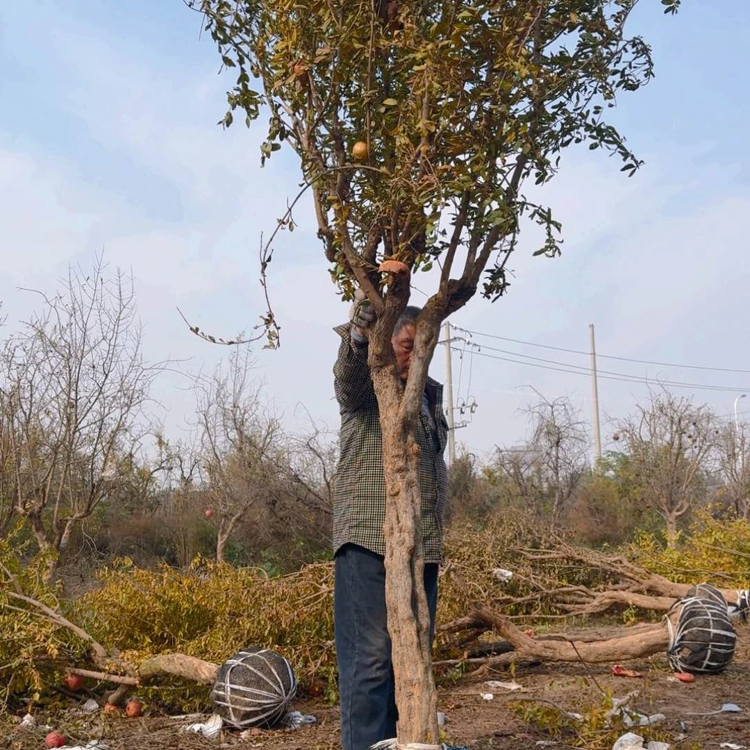 完全开放完全开放