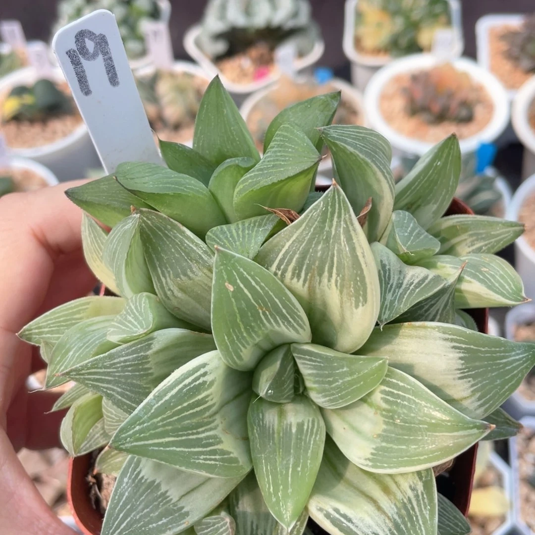 19帝王寿锦群。