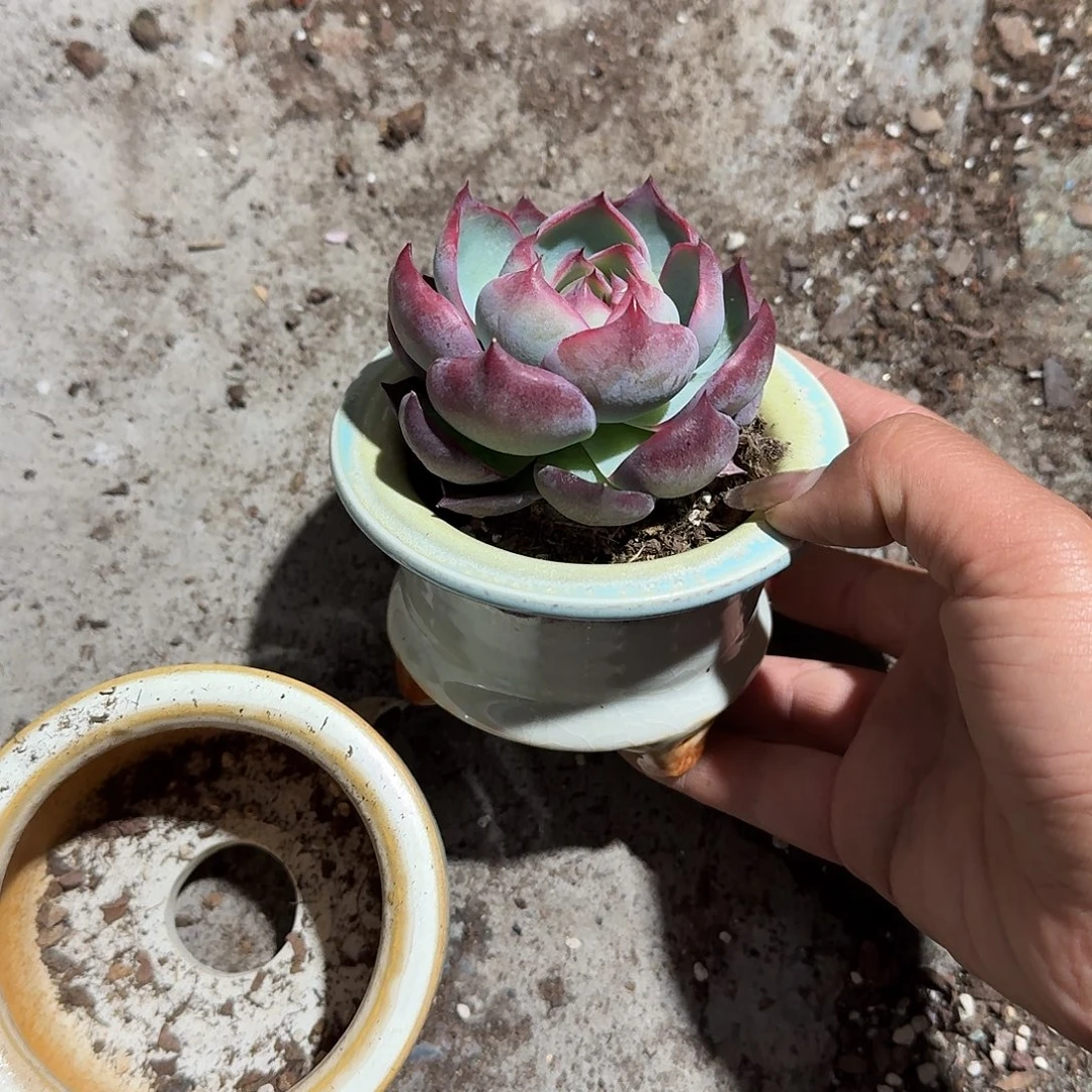 封***爱惊鸿仙子带盆多肉植物