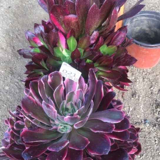 5.10-21组合多肉植物