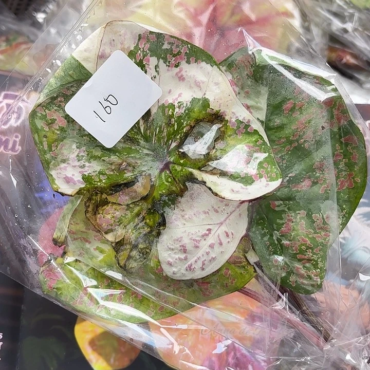 160-0525实生现货