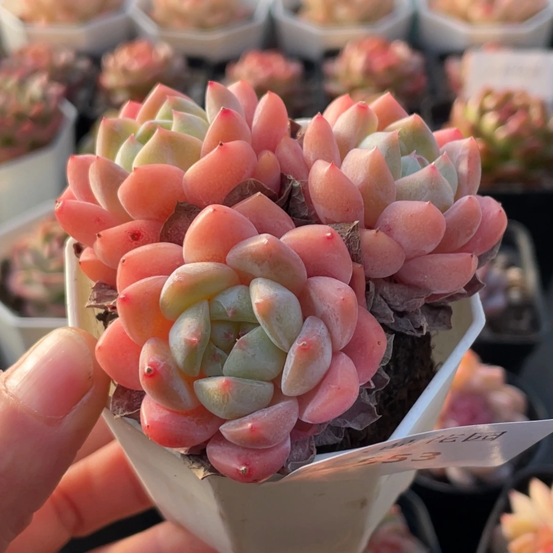 553号糖心冰心珍妮 樱花梦