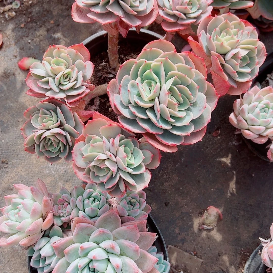 白雪公主多头群生精品特价