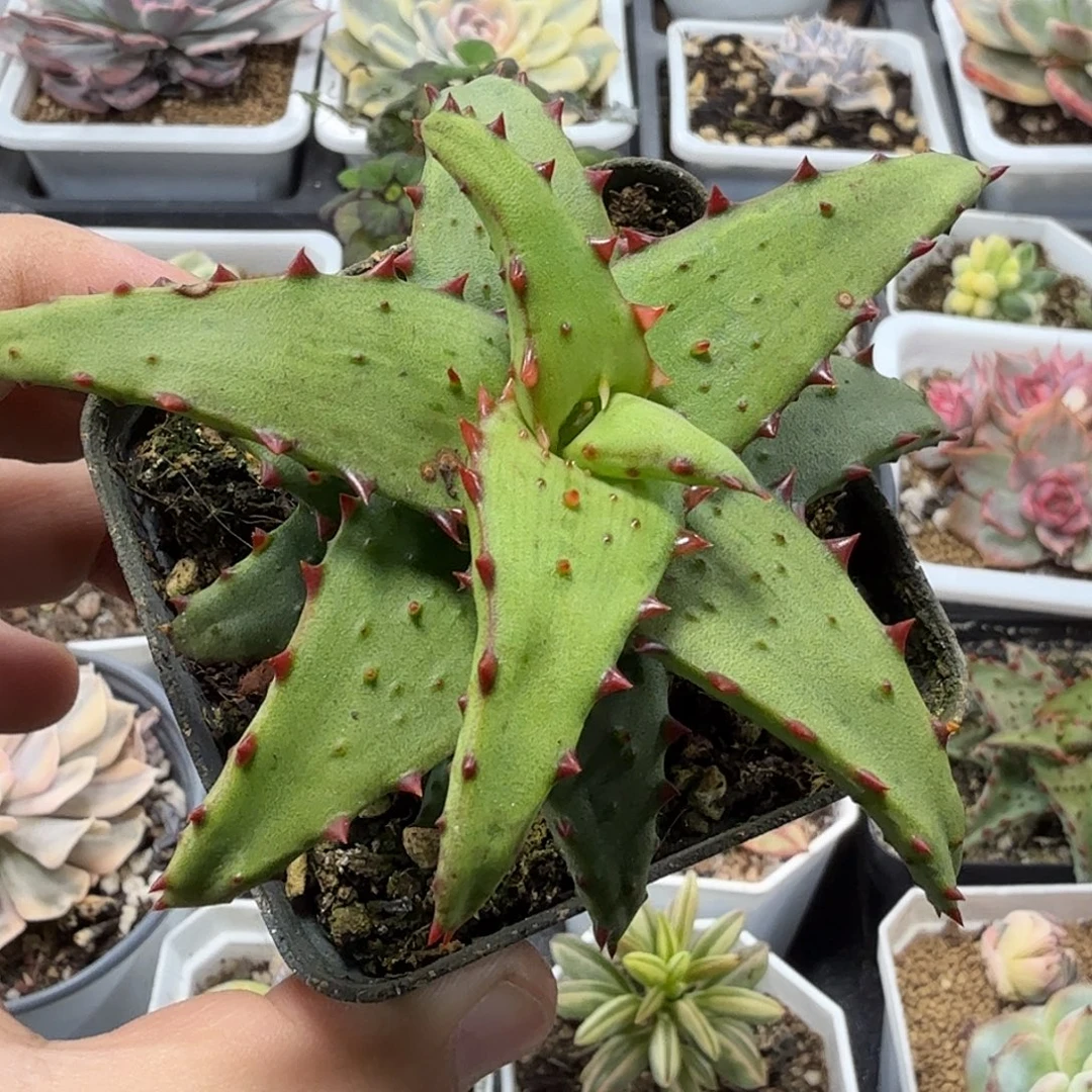 卡萨帝芦荟 小方花圃一物一拍