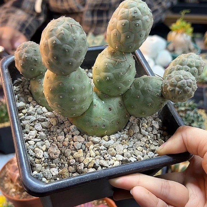 28号自根大型习自野10头