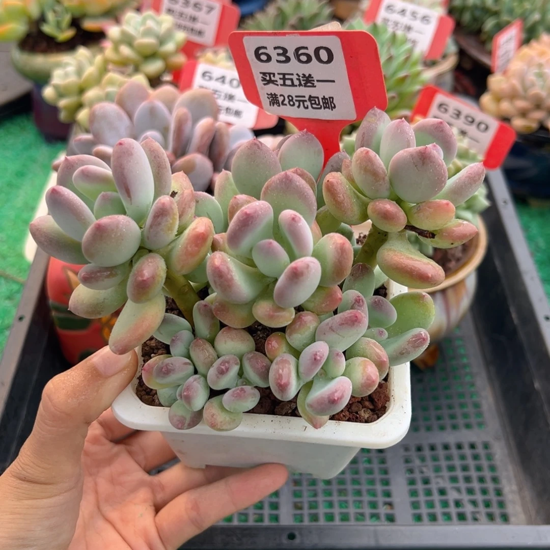 表妹精品多肉植物6360.