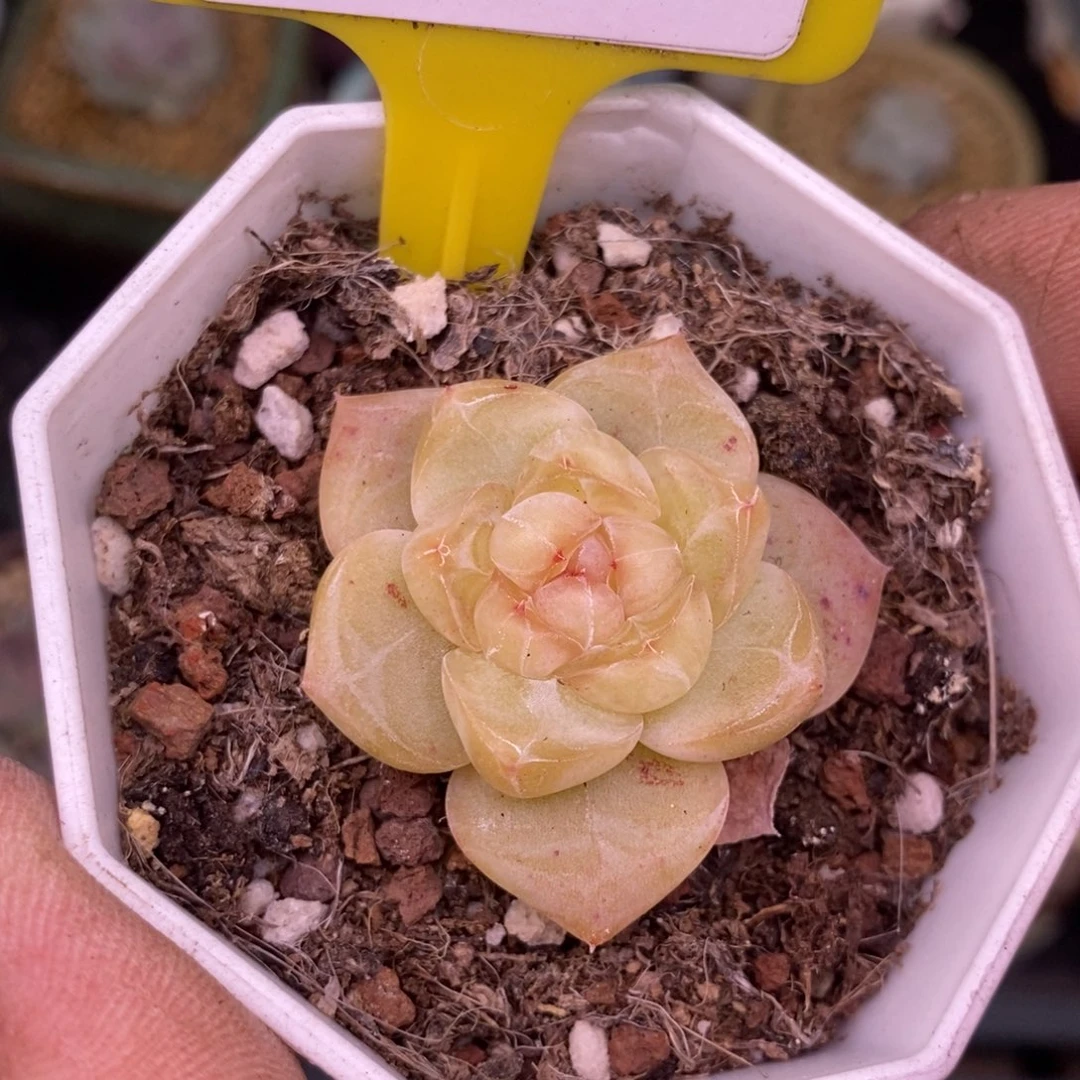 5152青提珍妮多肉植物