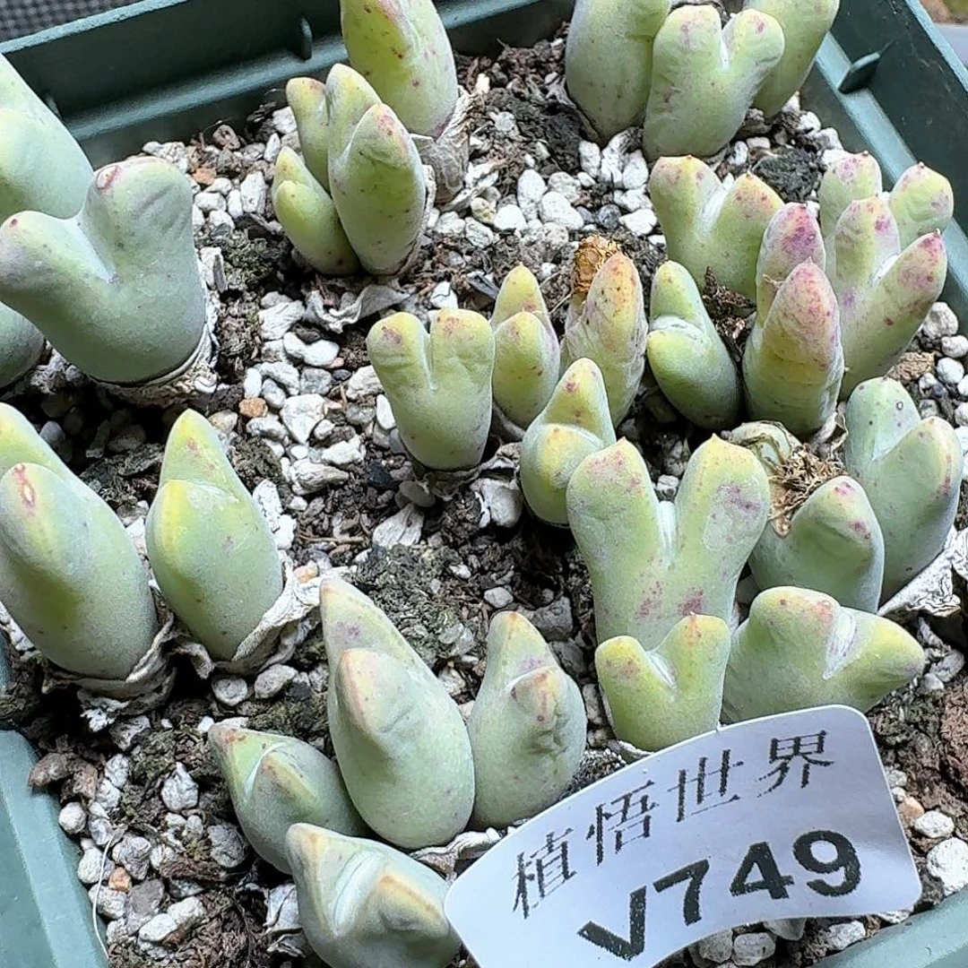 G****.749盒多肉植物哇f g