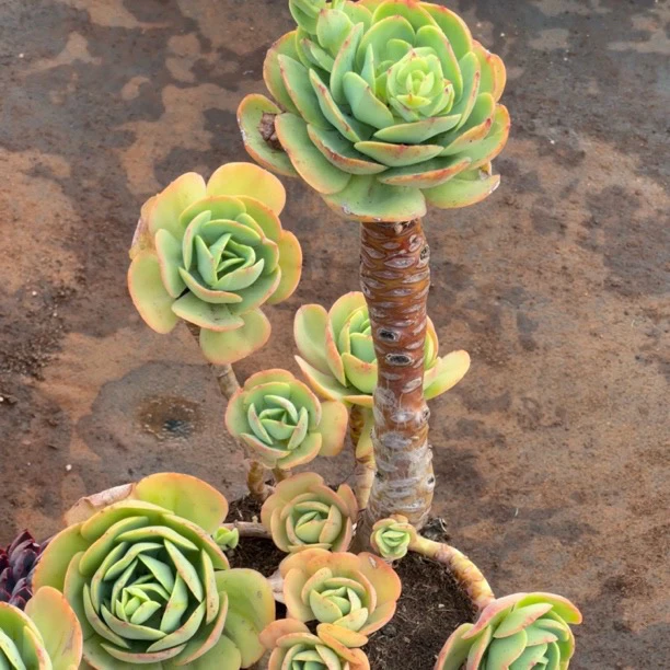 精品多肉老桩【高杆鸡蛋碧桃】整桩无砍【轻微断枝不售后】