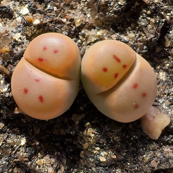 生石花1211222。  表情包。  365