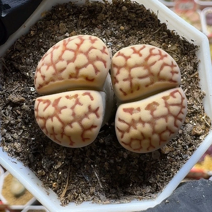 巍***~生石花111111。  206