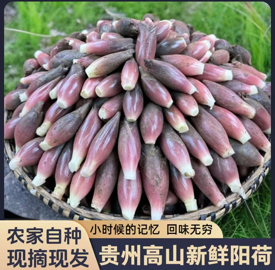 【精品洋荷】贵州高山新鲜洋荷姜现挖鲜嫩脆爽可凉拌的农家美味蔬菜