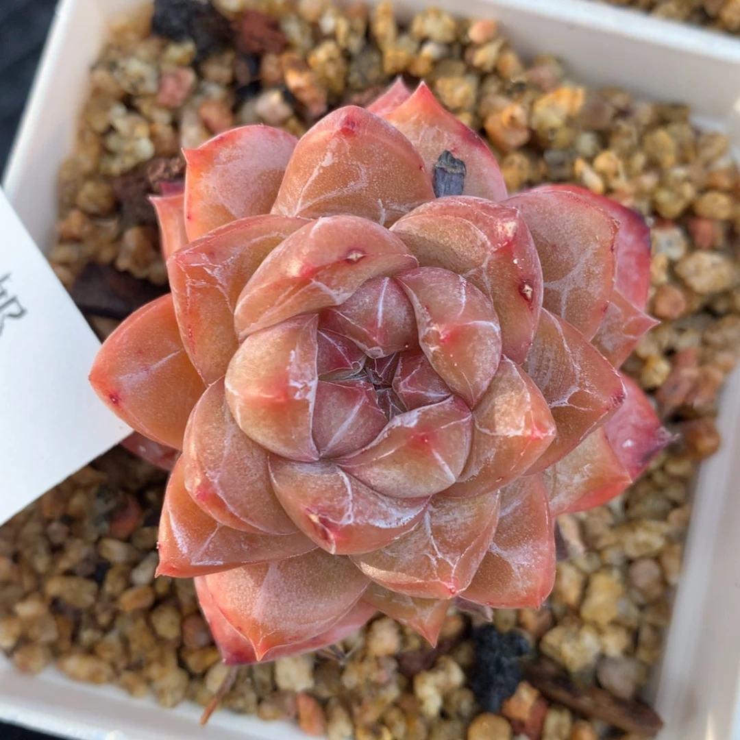 0129-12 粉钻优选