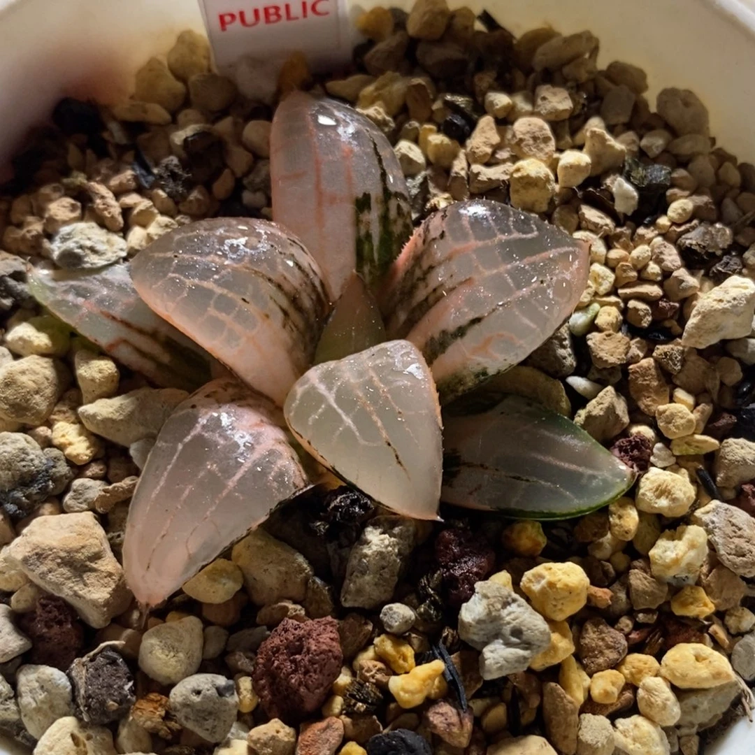 552玻璃康平寿锦一物一图