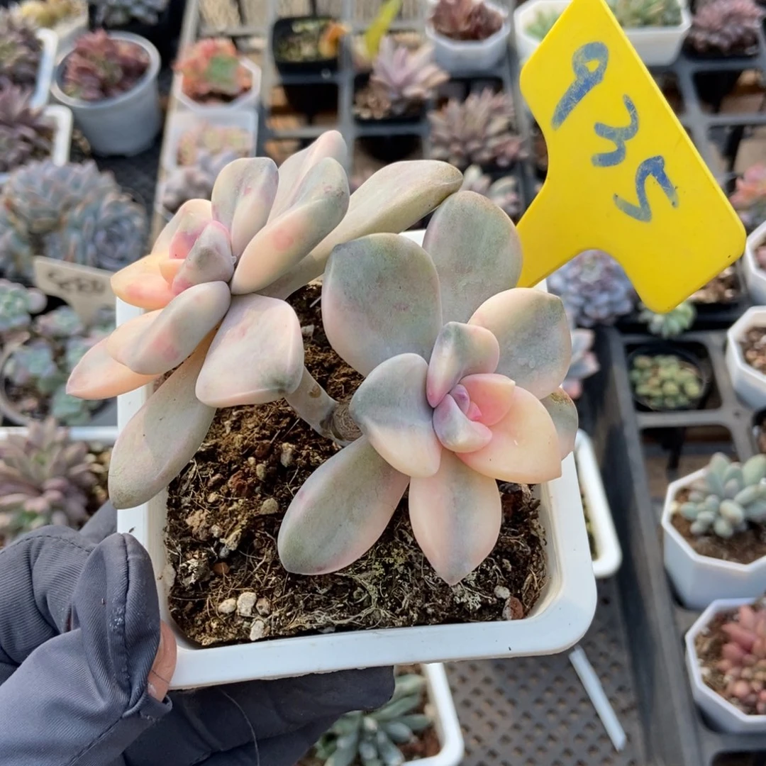 935紫乐锦多肉植物