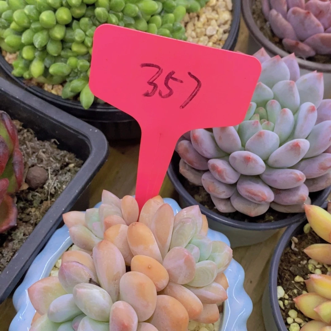 活动专场，最后一场，一单包邮