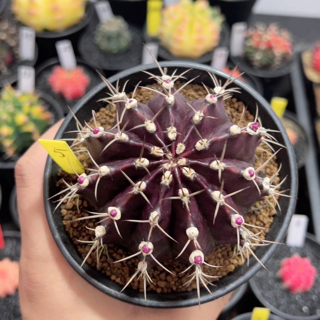 紫色精品米哈——（默认脱土发货）