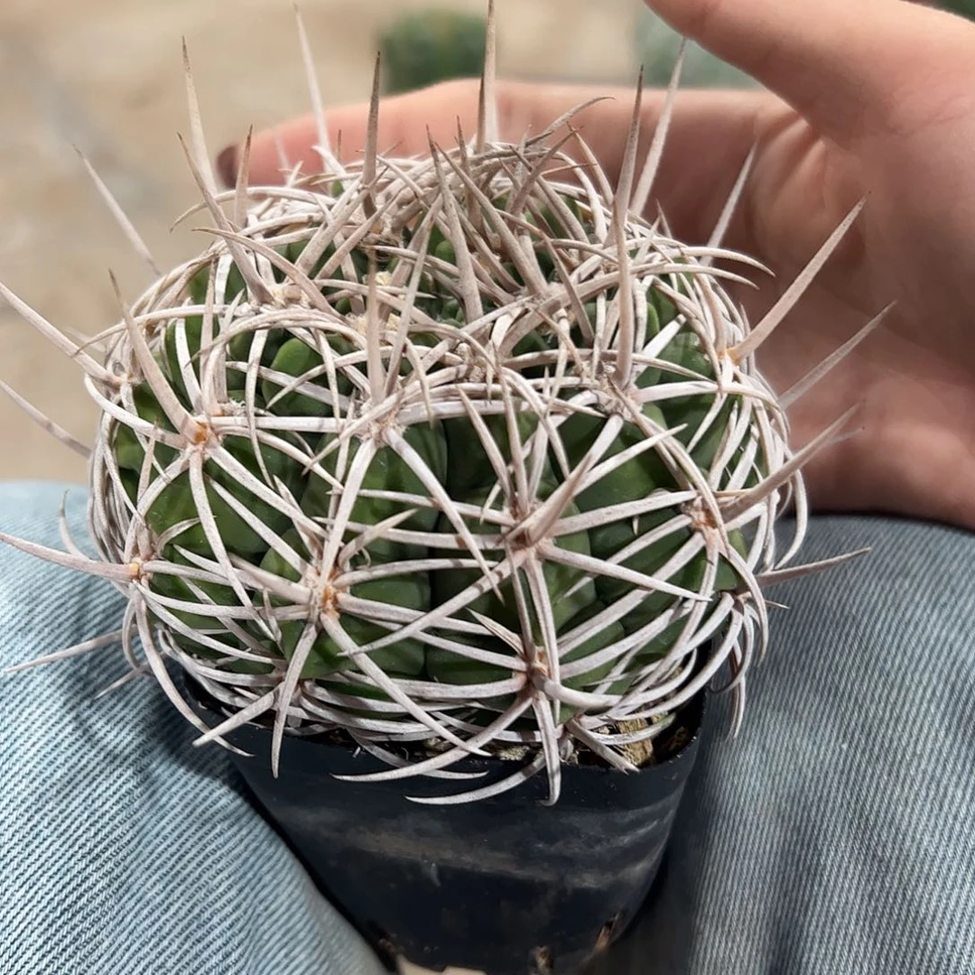 花****实生碧岩玉一物一拍