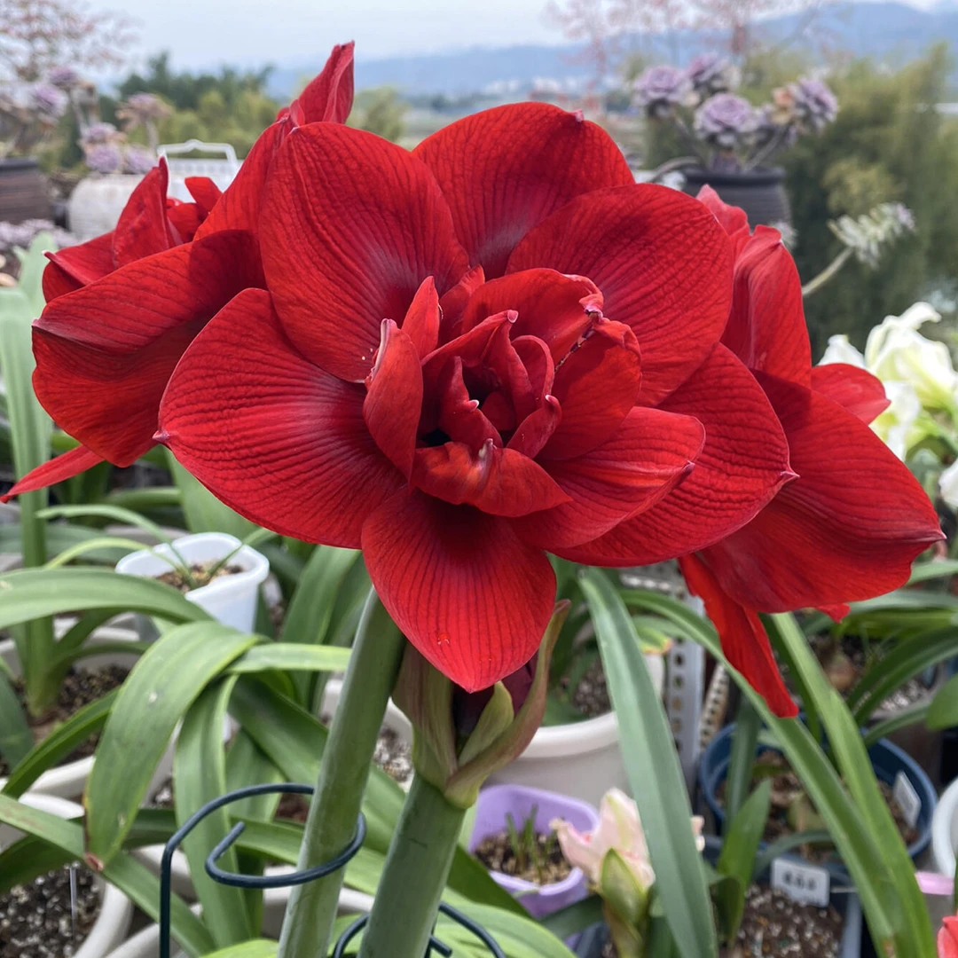 【黑天鹅】重瓣朱顶红种球四季开花室内外盆栽好养活花卉