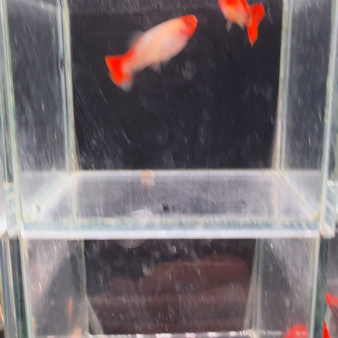 孔雀鱼深海蓝玻璃猫1对