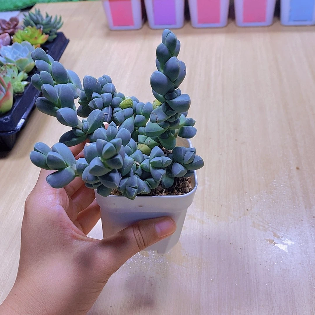 无花朵鹿角海棠单颗送盆