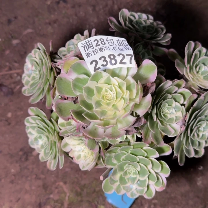 23827水中多肉植物