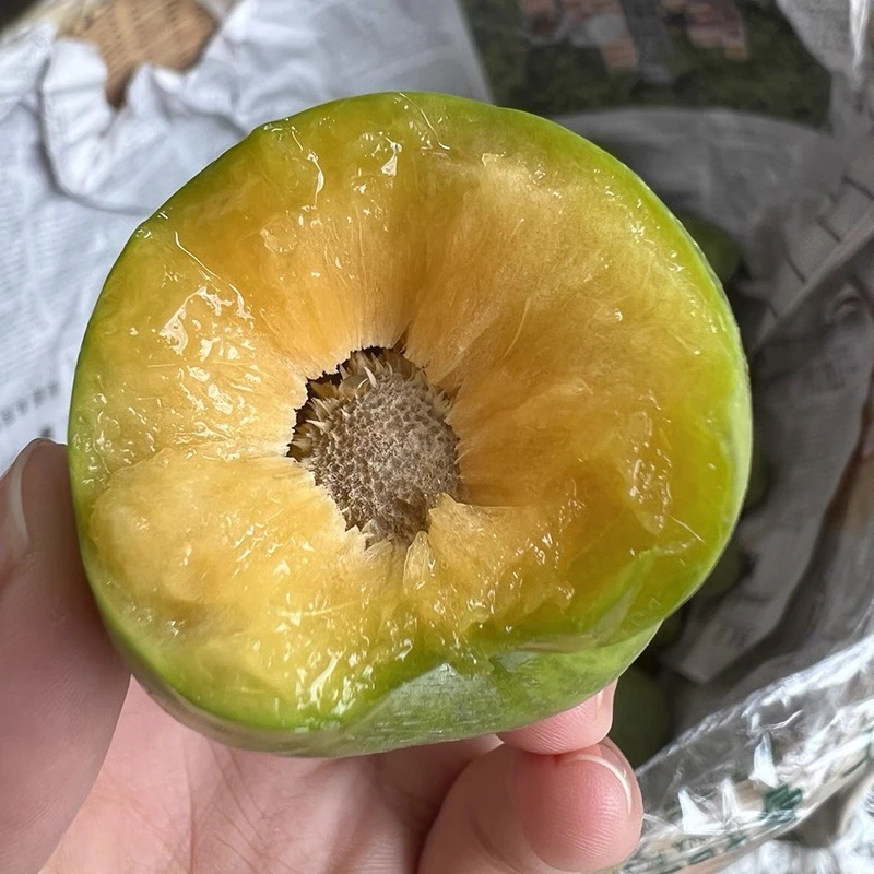 四川阿坝青黄脆李新鲜采摘脆甜多汁应季水果孕妇水果非蜂糖李大果