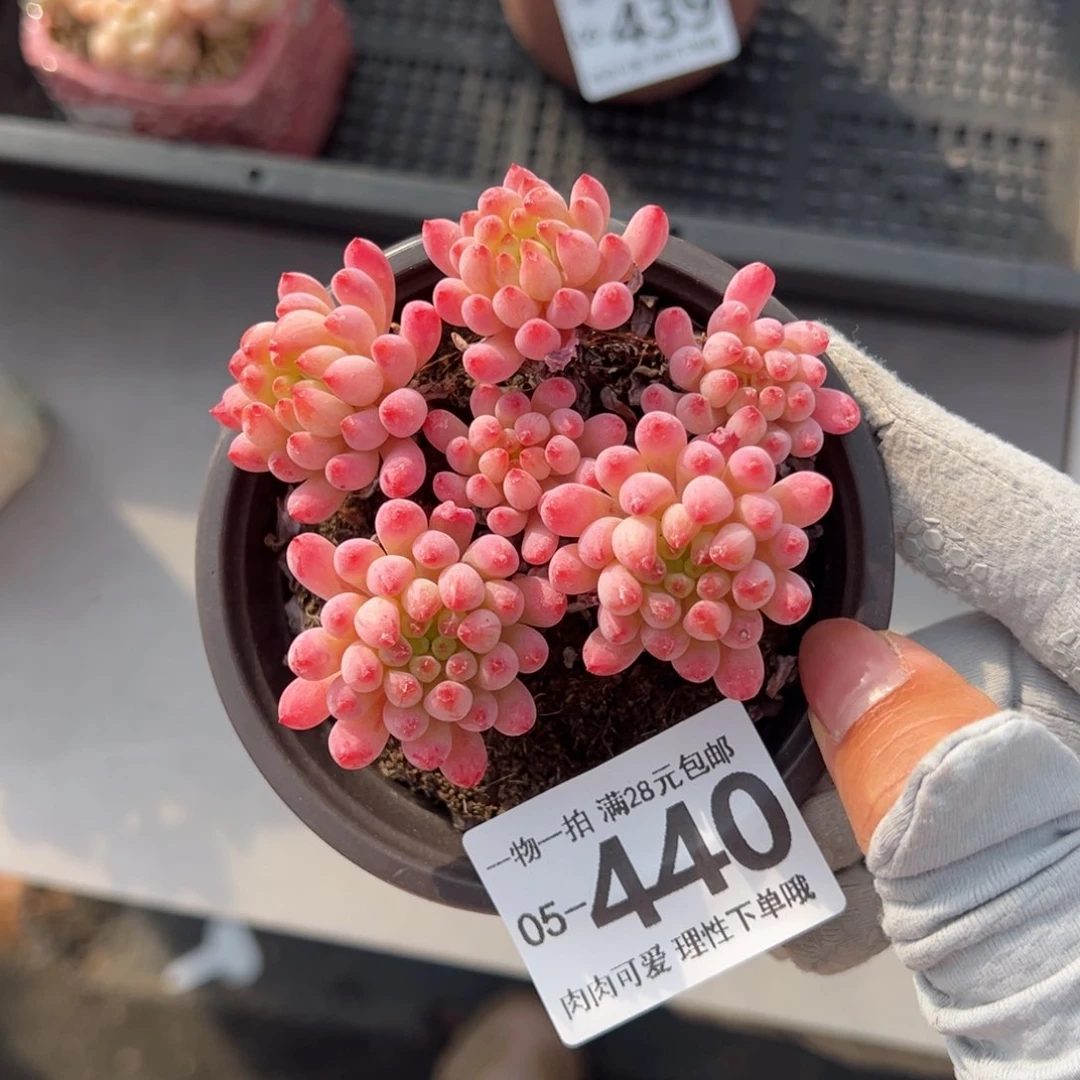 烟花多多肉多肉多肉