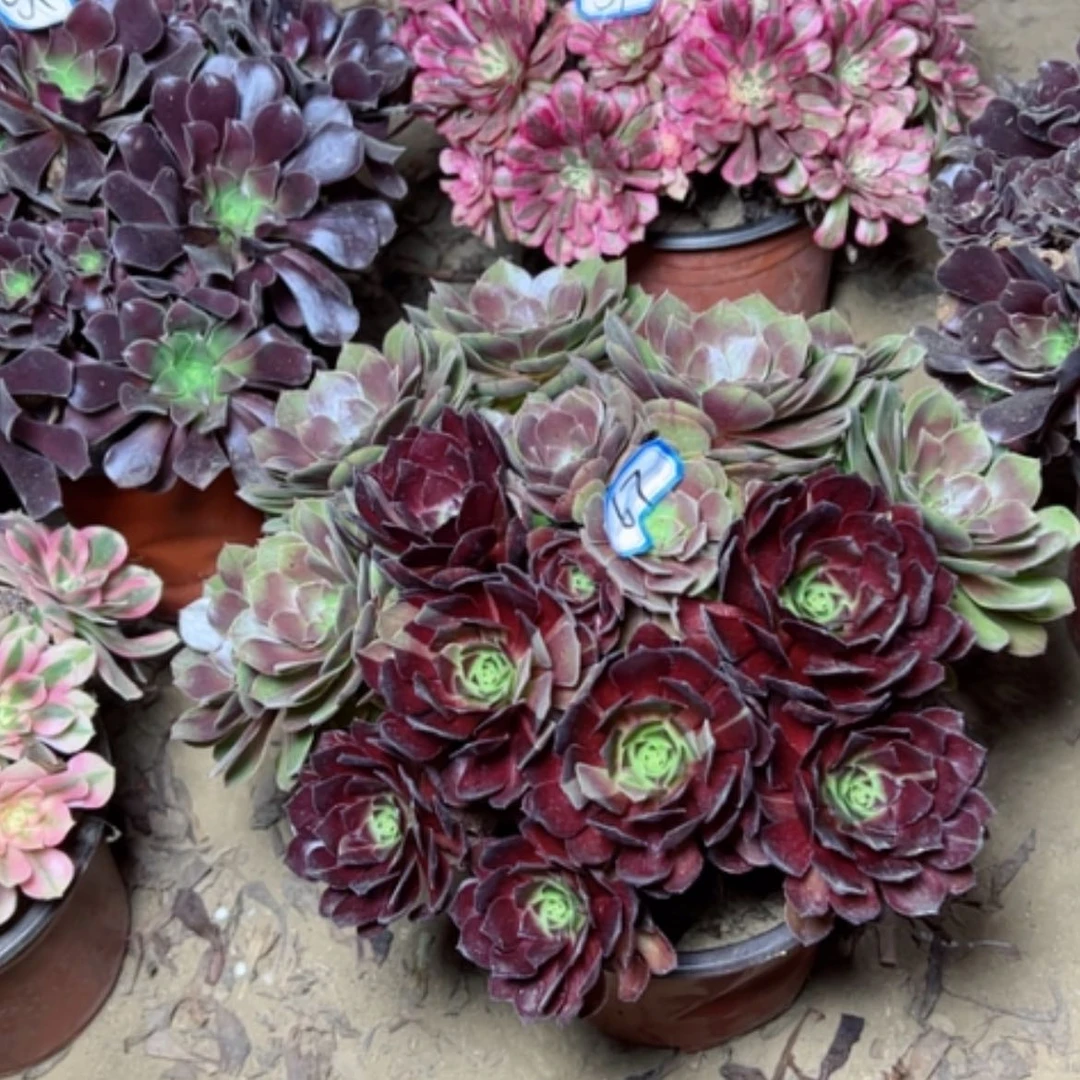 【闪购商品】黑美人67