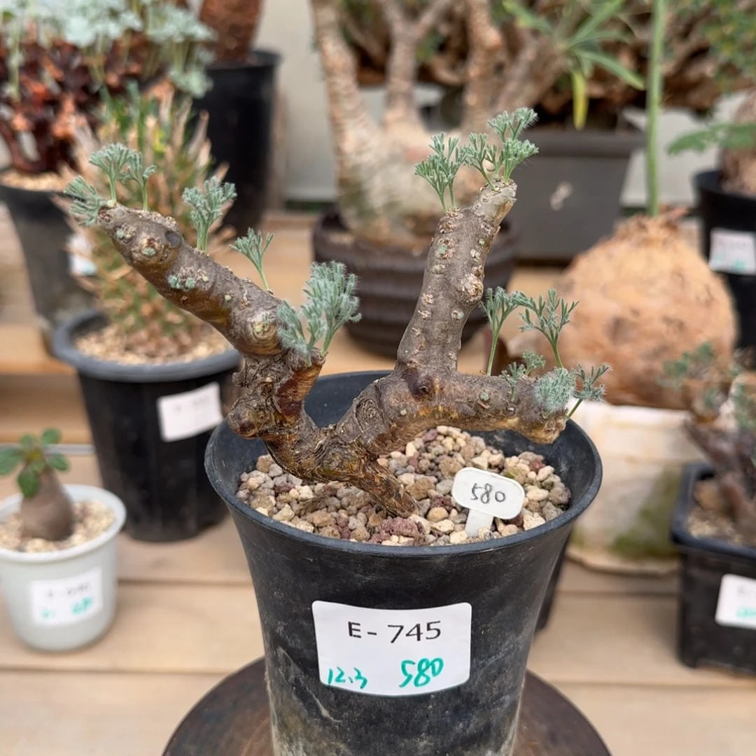 745粉花黑皮月界块根植物