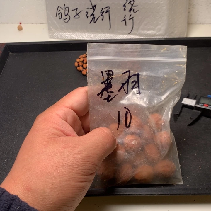 墨***：文玩核桃吊坠野生精品小核桃散籽