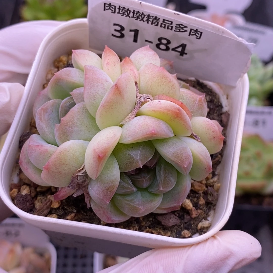 【闪购商品】31-84