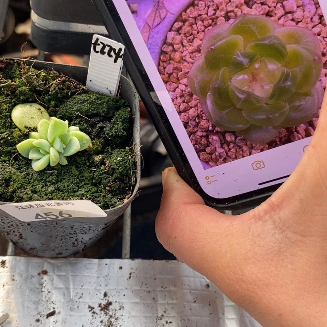 标签456甜心224一个多肉