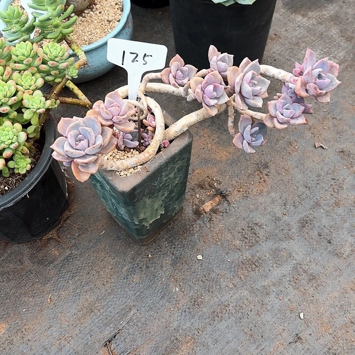 清****多肉植物，彩虹糖125号
