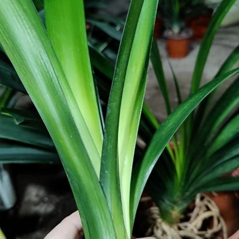 当前无花栽培后可以开花