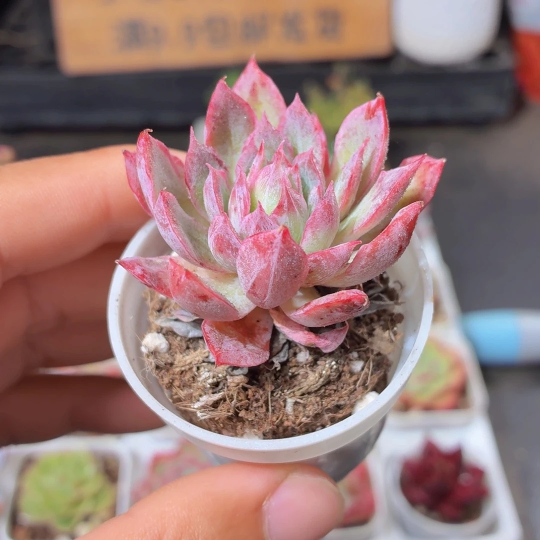 火焰杯多肉9.9包邮发货