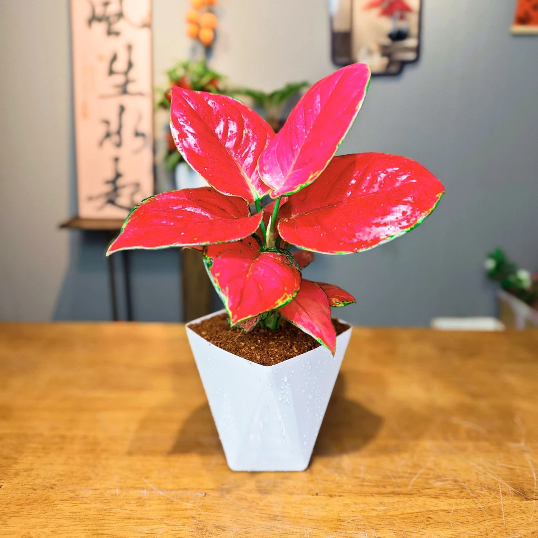 吉利红如意皇后净化空气吉祥红火盆栽室内桌面四季好养花卉绿植