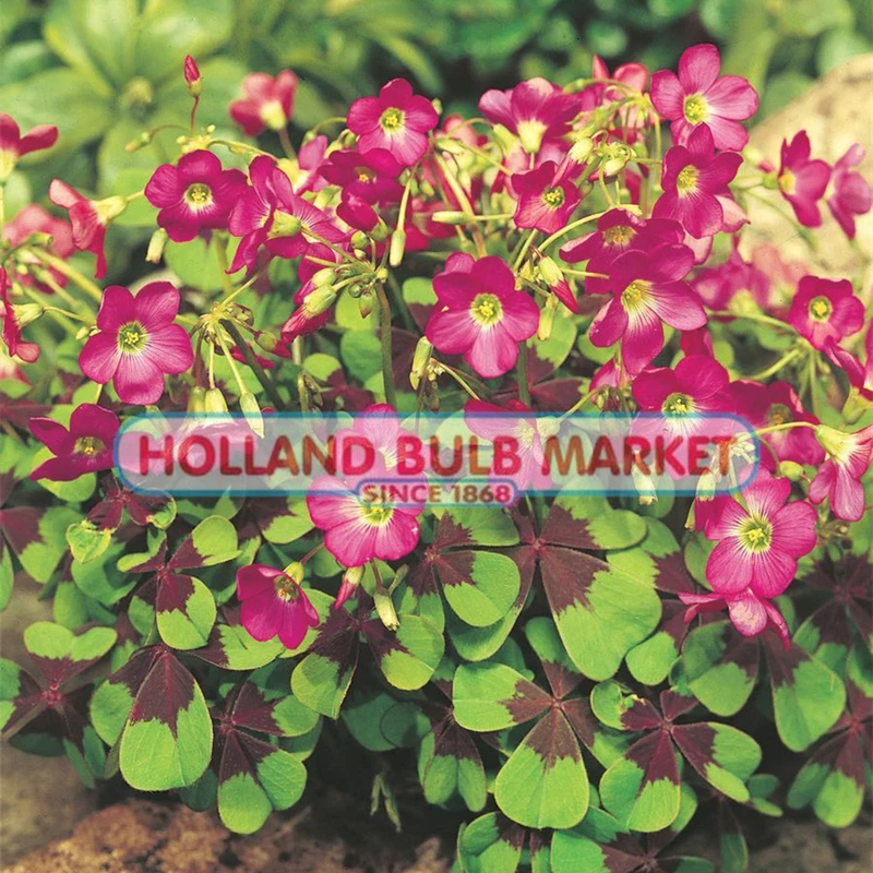 铁十字种球 酢浆草种球现货幸运草四叶草宿根庭院易爆盆