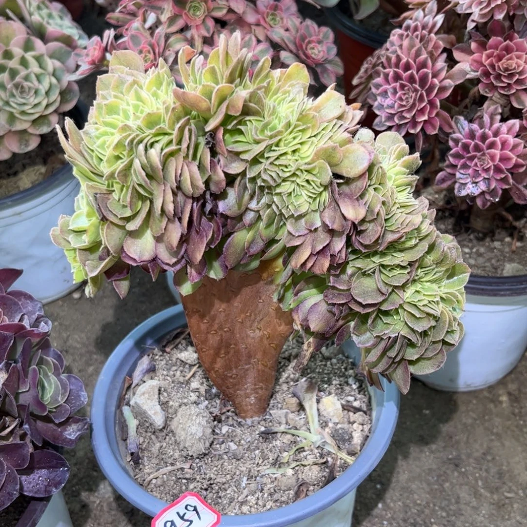 959多肉植物雨荷缀化