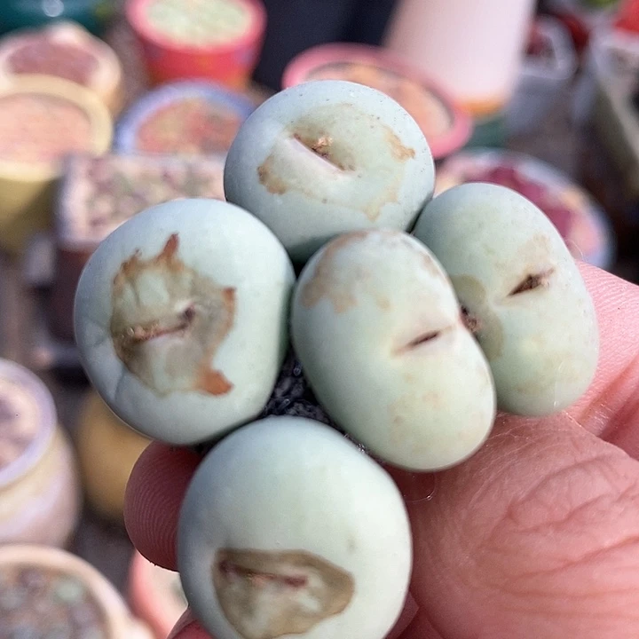 3527大嘴小红嘴一颗